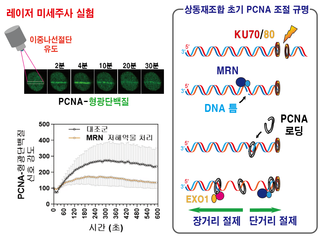DNA 이중나선절단 부위 인접 DNA 틈에 결합하는 PCNA