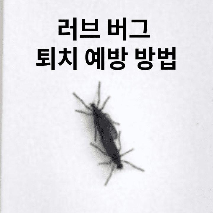  러브버그(검정벌레)퇴치,예방 방법,유인하는냄새
