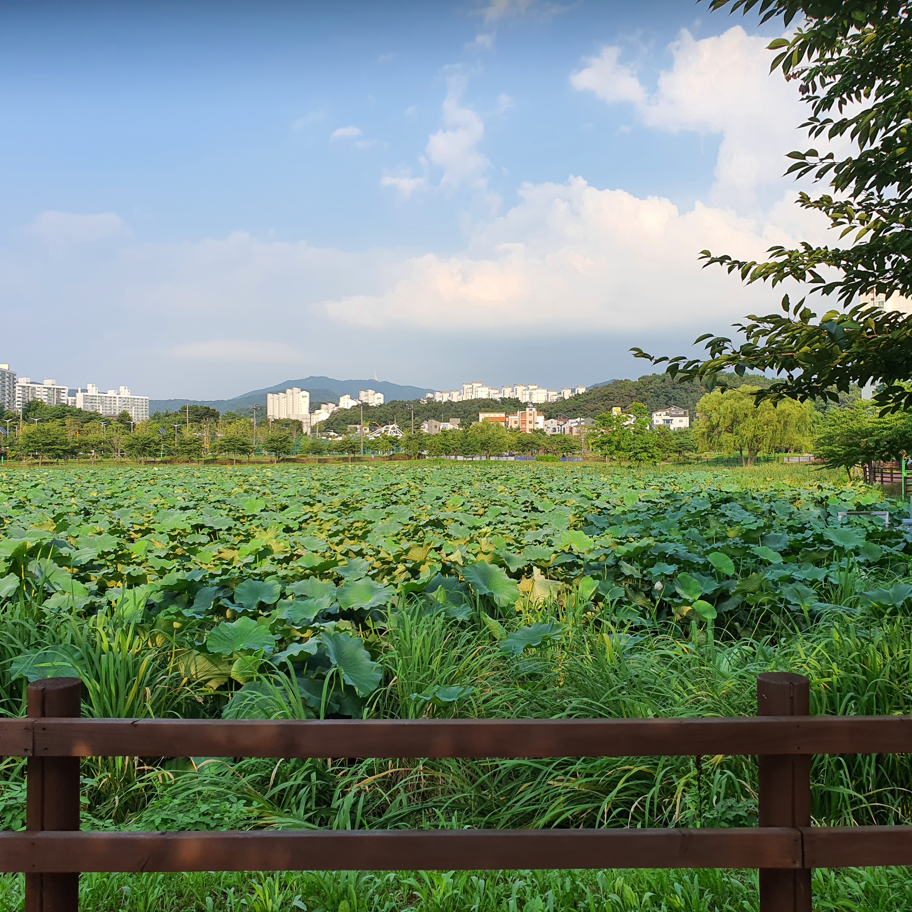 청수호수공원 연꽃밭