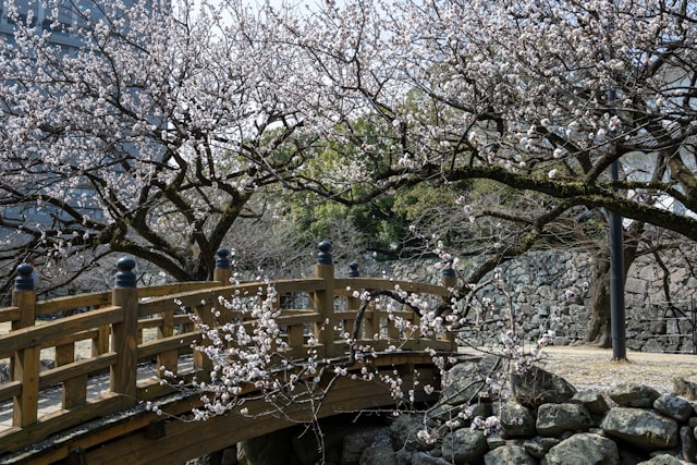 벚꽃 다리를 건너며