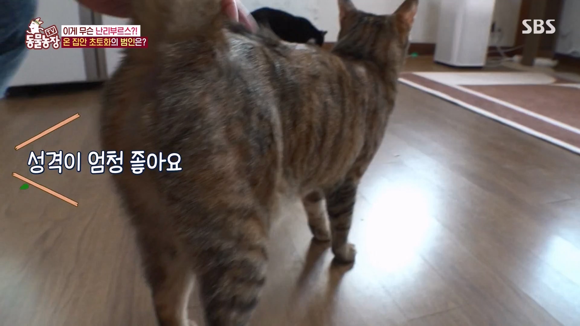 TV 동물농장.E1162.240310p-NEXT.mp4_20240310_162850.402.jpg