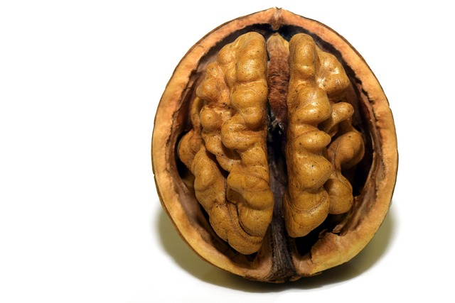 팽이버섯효능 뇌