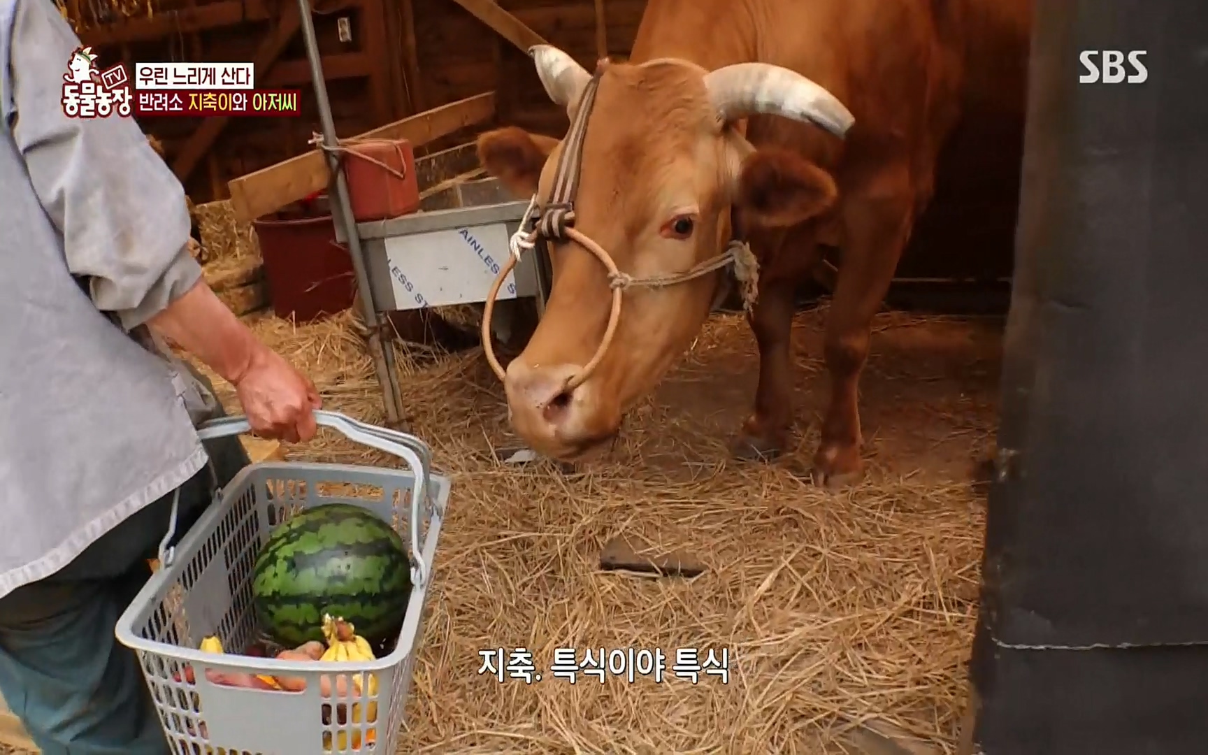 TV 동물농장.E1074.220619p.H264-F1RST.mp4_20220619_181401.581.jpg