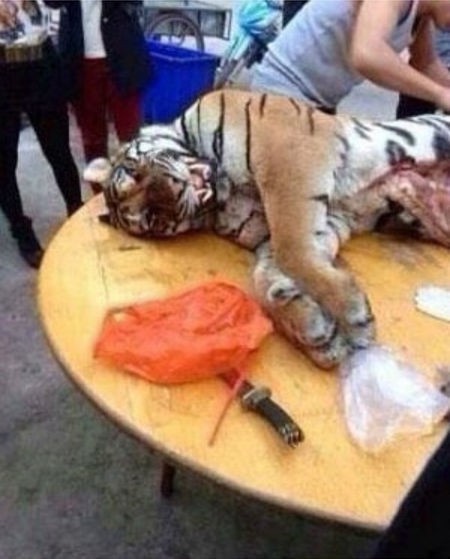 고기호랑이 이미지
