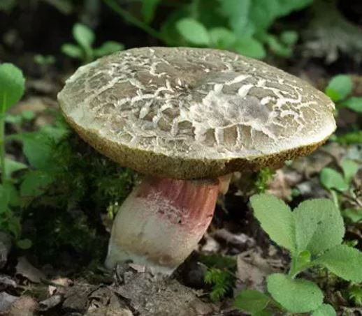마른산그물버섯