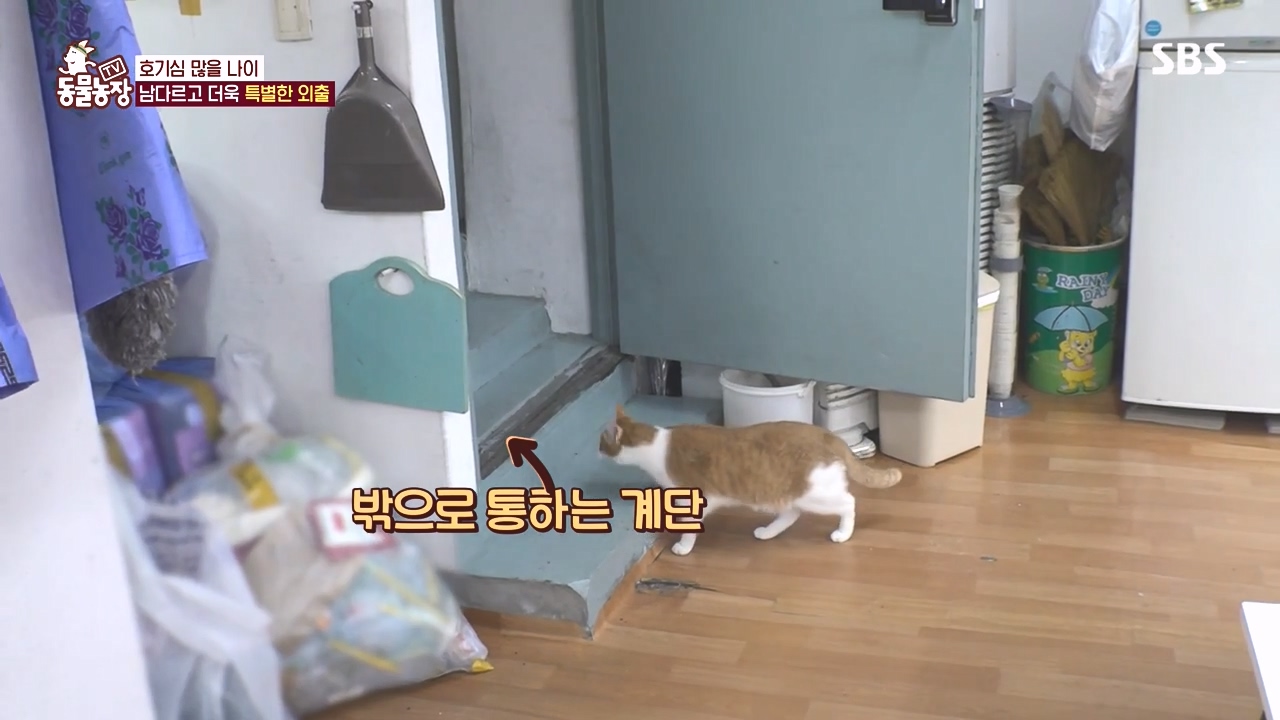 TV 동물농장.E1141.231016p-NEXT.mp4_20231015_174357.567.jpg