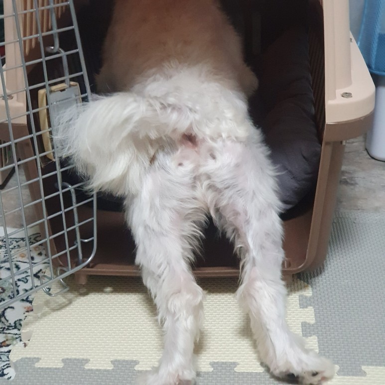 첫걸음 케널 트레이닝 강아지 분리 불안 3