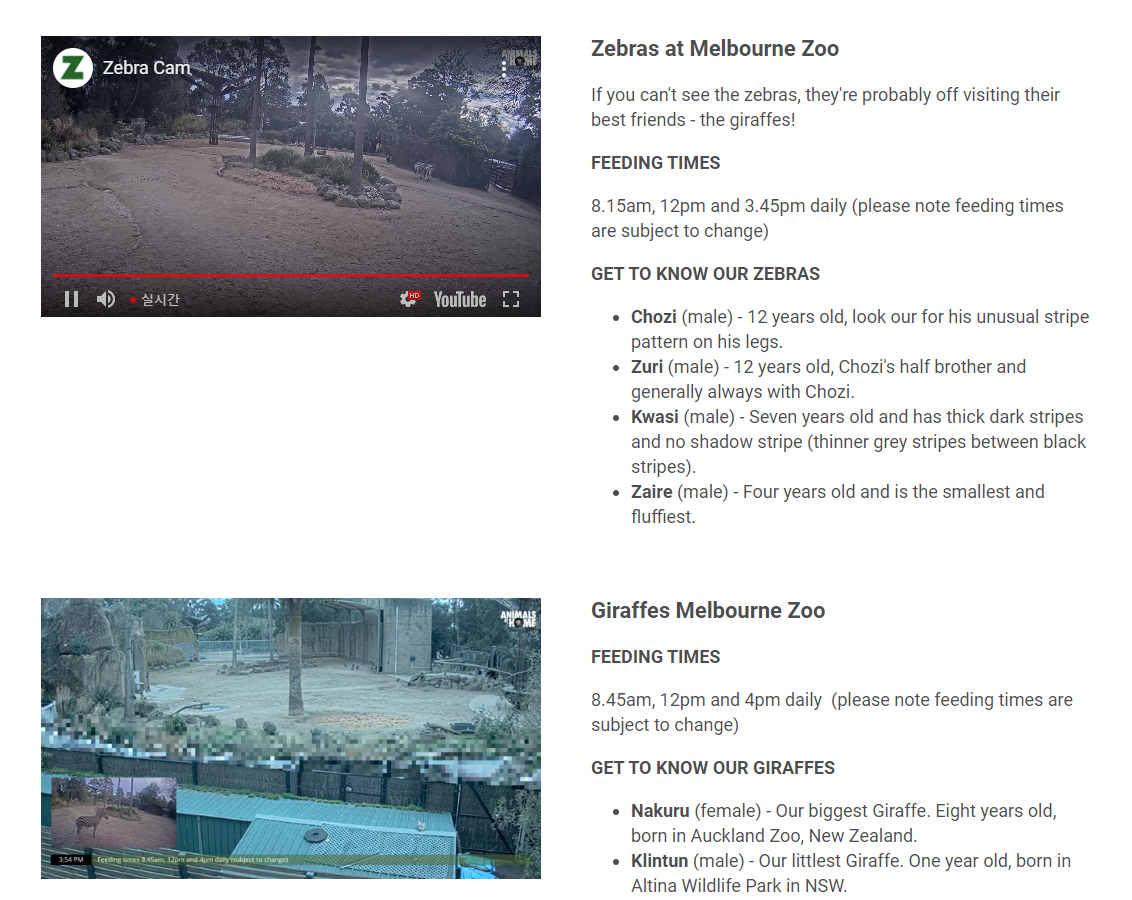 호주-멜버른-동물원-실시간영상-기린-얼룩말-사육장