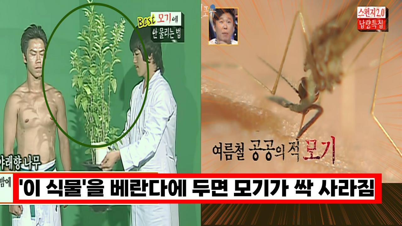  '모기 퇴치 급하신 분' 방충망도 소용 없고 밤마다 모기 출몰 한다면 '이식물'만 두면 사라집니다.