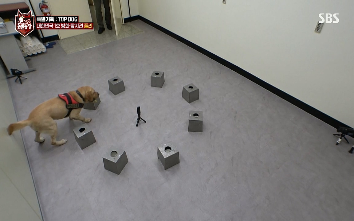 TV 동물농장.E1085.220905p-NEXT.mp4_20220904_173548.618.jpg