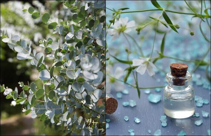 좌 : 유칼립투스 잎 / 우 : 용액이 담겨있는 작은 유리병