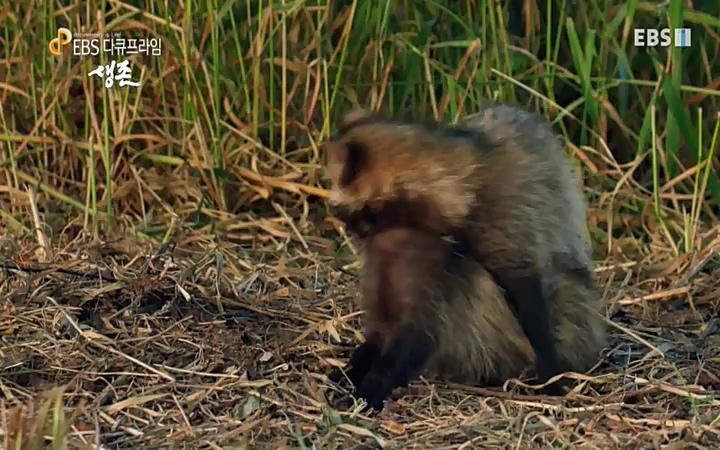 EBS 다큐프라임_ 220628.avi_20220629_210207.573.jpg