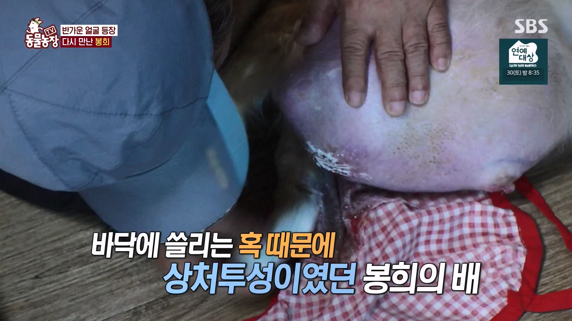 TV 동물농장.E1151.231224p-NEXT.mp4_20231224_154145.730.jpg