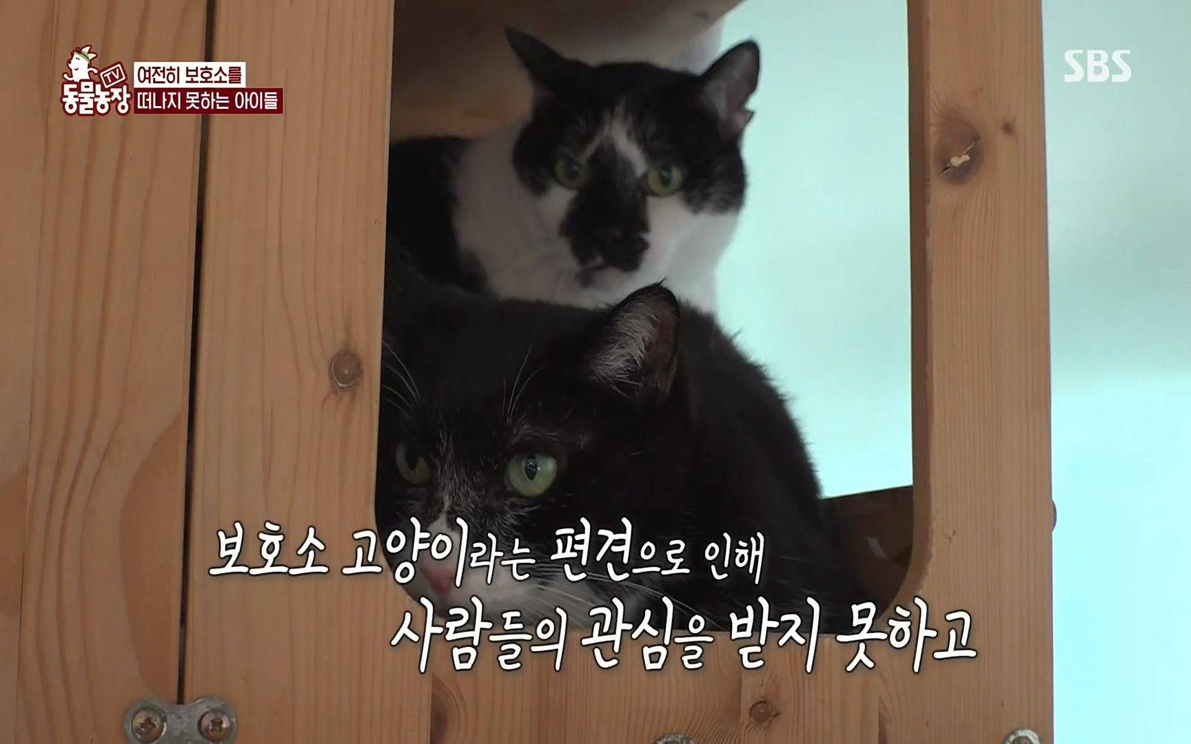 TV 동물농장.E1074.220619p.H264-F1RST.mp4_20220619_180446.326.jpg