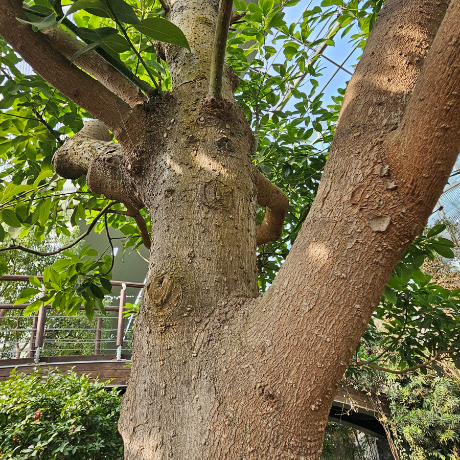 후박나무 껍질 효능