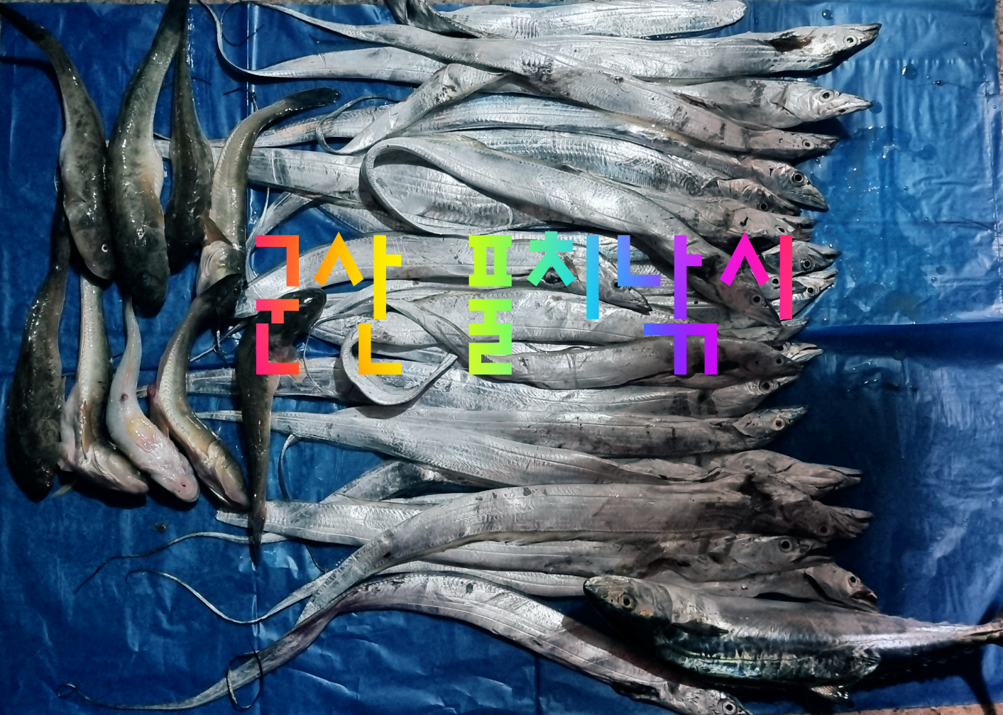  서해 군산 낚시,캠핑,차박  풀치바다낚시 새만금,너울,33센터