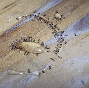 개미들이-투명한-약에-몰려있는-사진