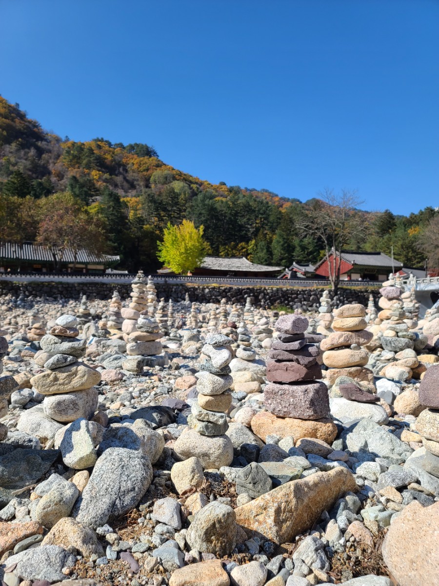 백담사 단풍 멋지다 ( 셔틀버스안내 ) 강원도 인제 여행 / 설악산 43