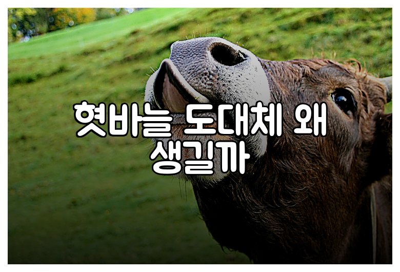 혓바늘 도대체 왜 생길까