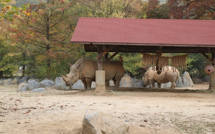 코뿔소-두마리-사진