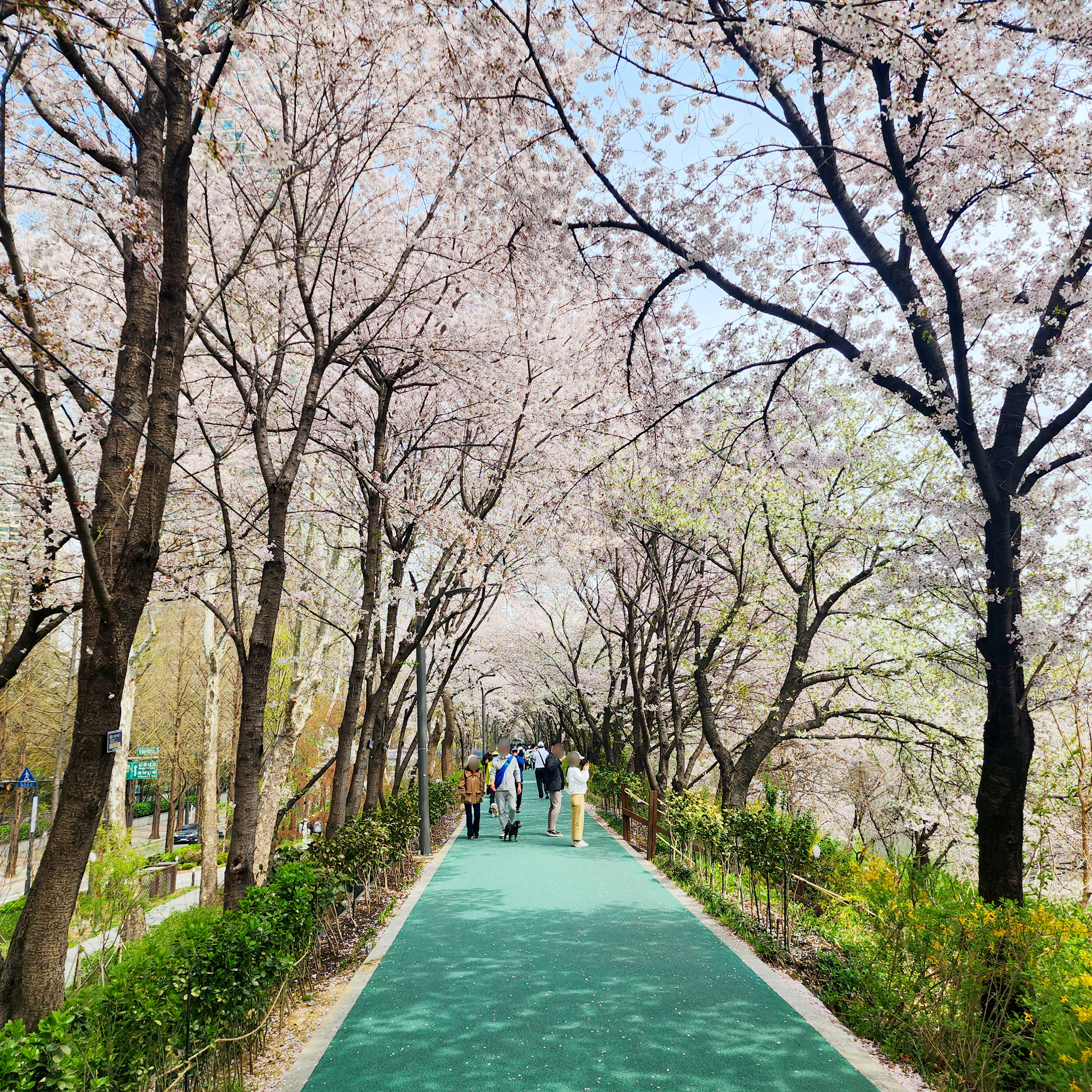 양재천-벚꽃길