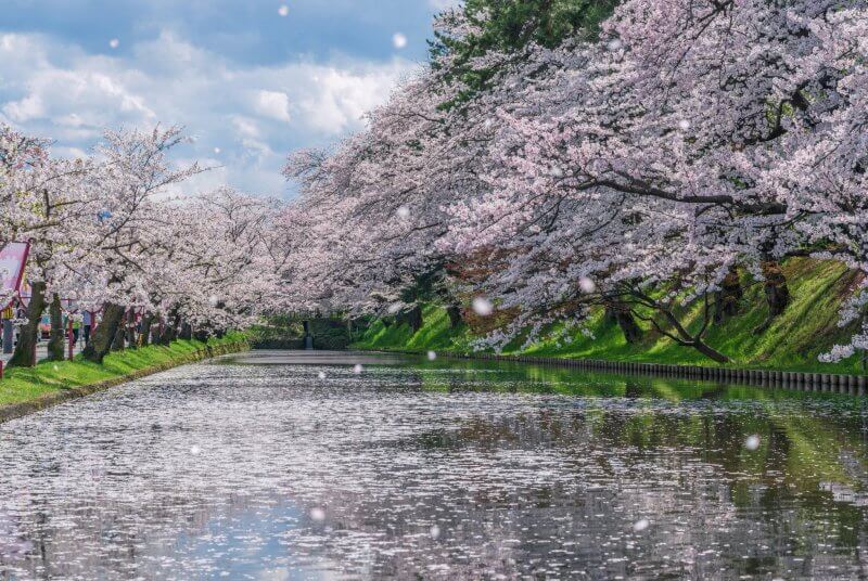 일본 벚꽃 개화시기
