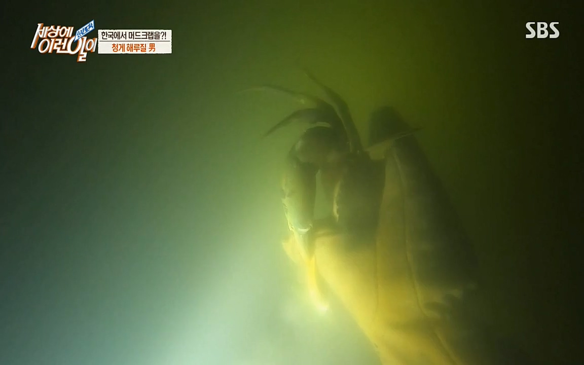 순간포착 세상에 이런일이.E1195.220831p-NEXT.mp4_20220831_201231.393.jpg