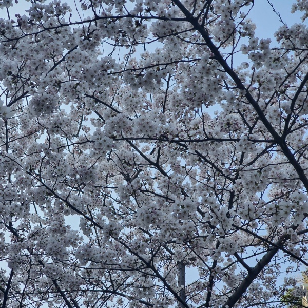 벚꽃