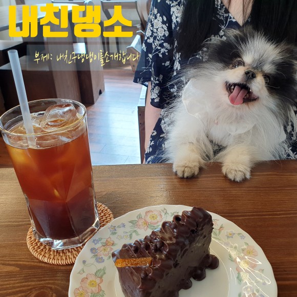  내친댕소내친구 댕댕이를 소개합니다
