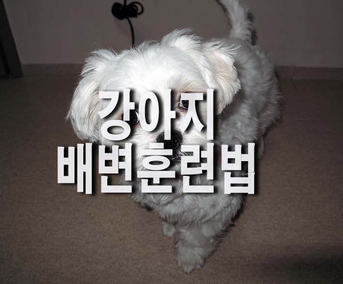  강아지 배변훈련방법
