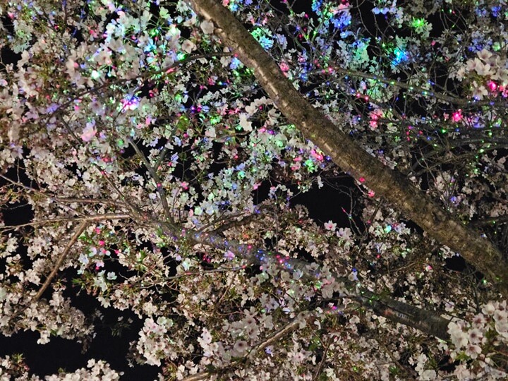벚꽃길의 야간 레이저 조명