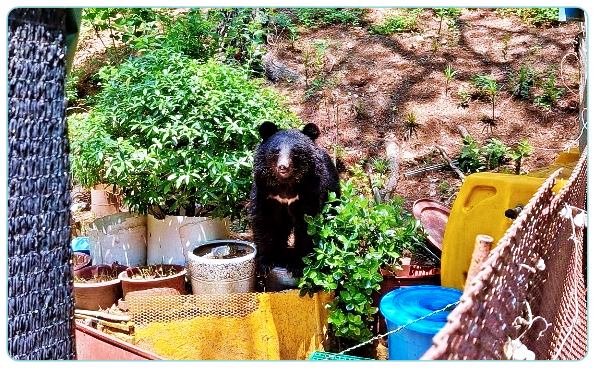 써치-용인-사육곰-탈출-사건-불법-사육-곰