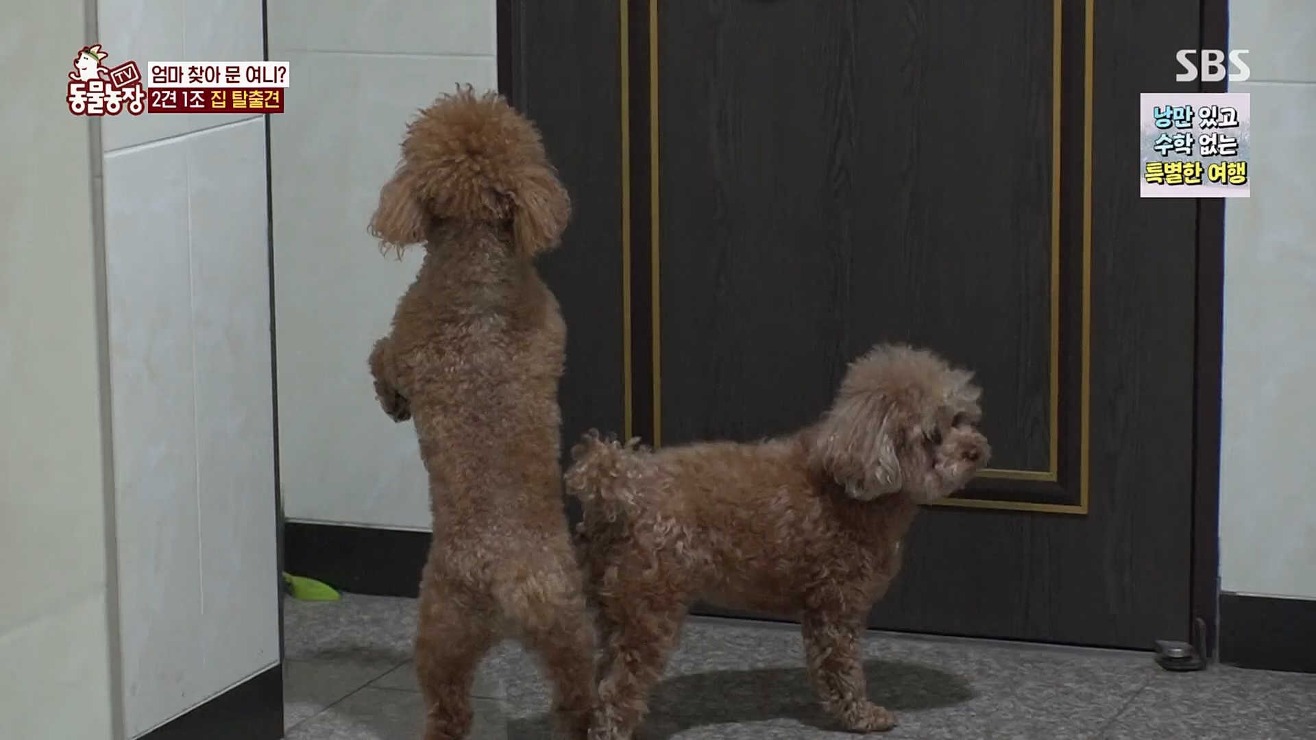TV 동물농장.E1109.230226p.H264-F1RST.mp4_20230226_161912.992.jpg