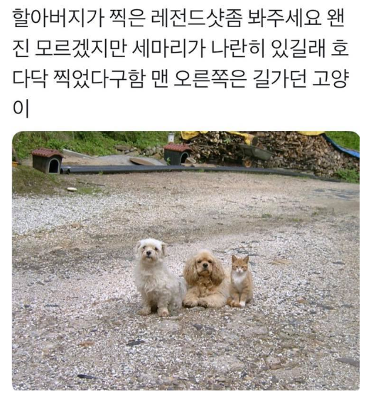  할아버지가 찍은 레게노샷