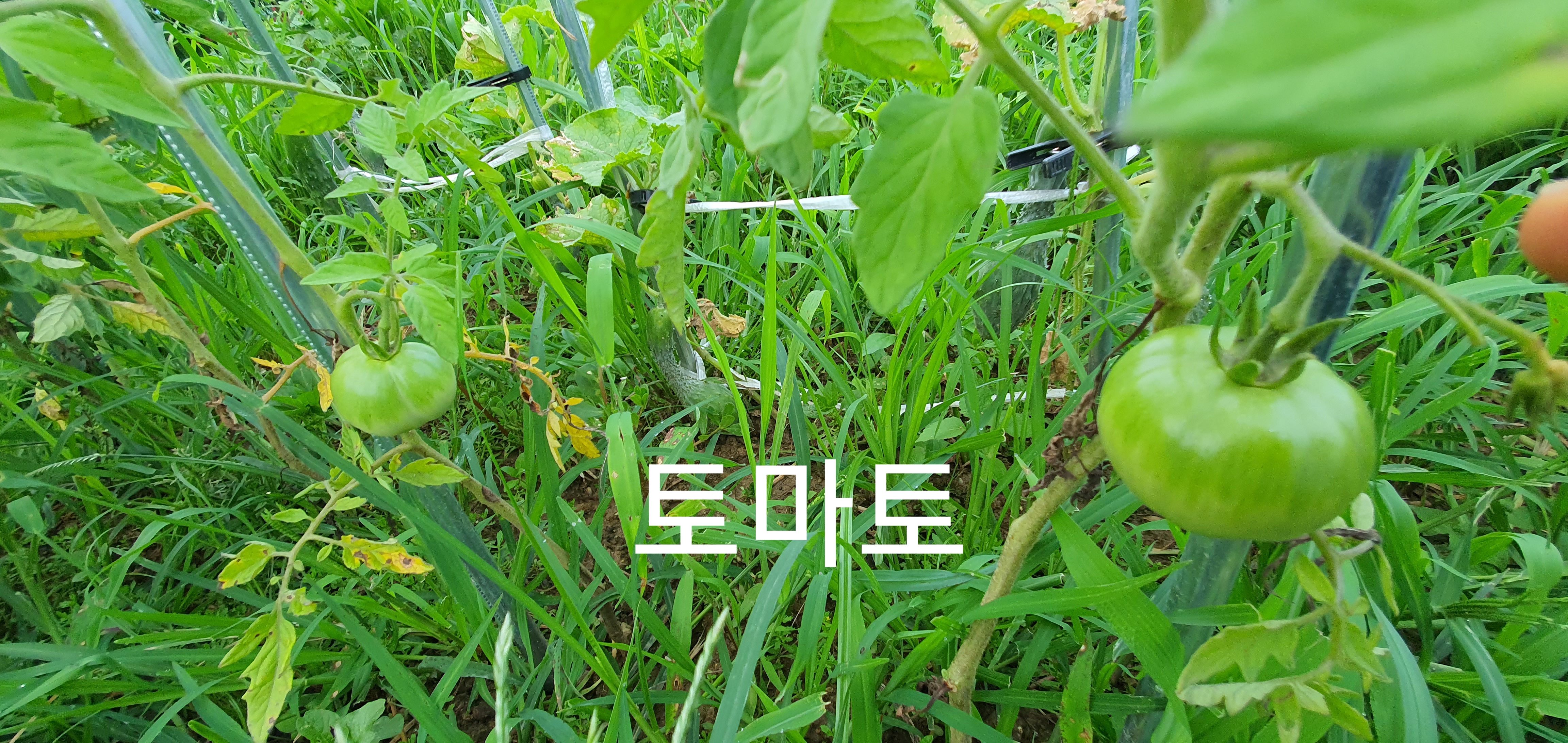  [도시농부일기] 주말농장 13번 째, 장마피해 농작물 가지 고추 파프리카 깻잎 가을농작물 김장배추준비