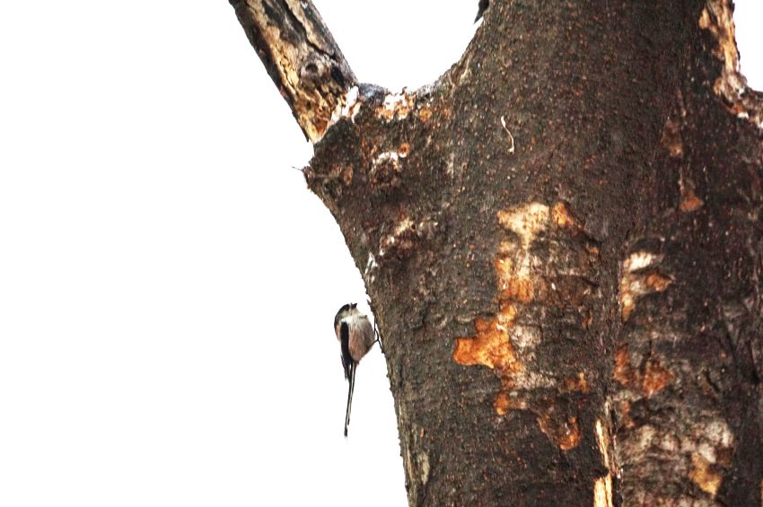 네 장의 사진은 벚나무 수직 줄기에 붙어 놀고 있는 작은 새&#44; 오목눈이로 추정&#44;