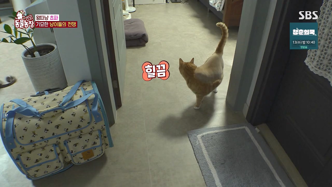 TV 동물농장.E1137.230911p-NEXT.mp4_20230910_183216.046.jpg