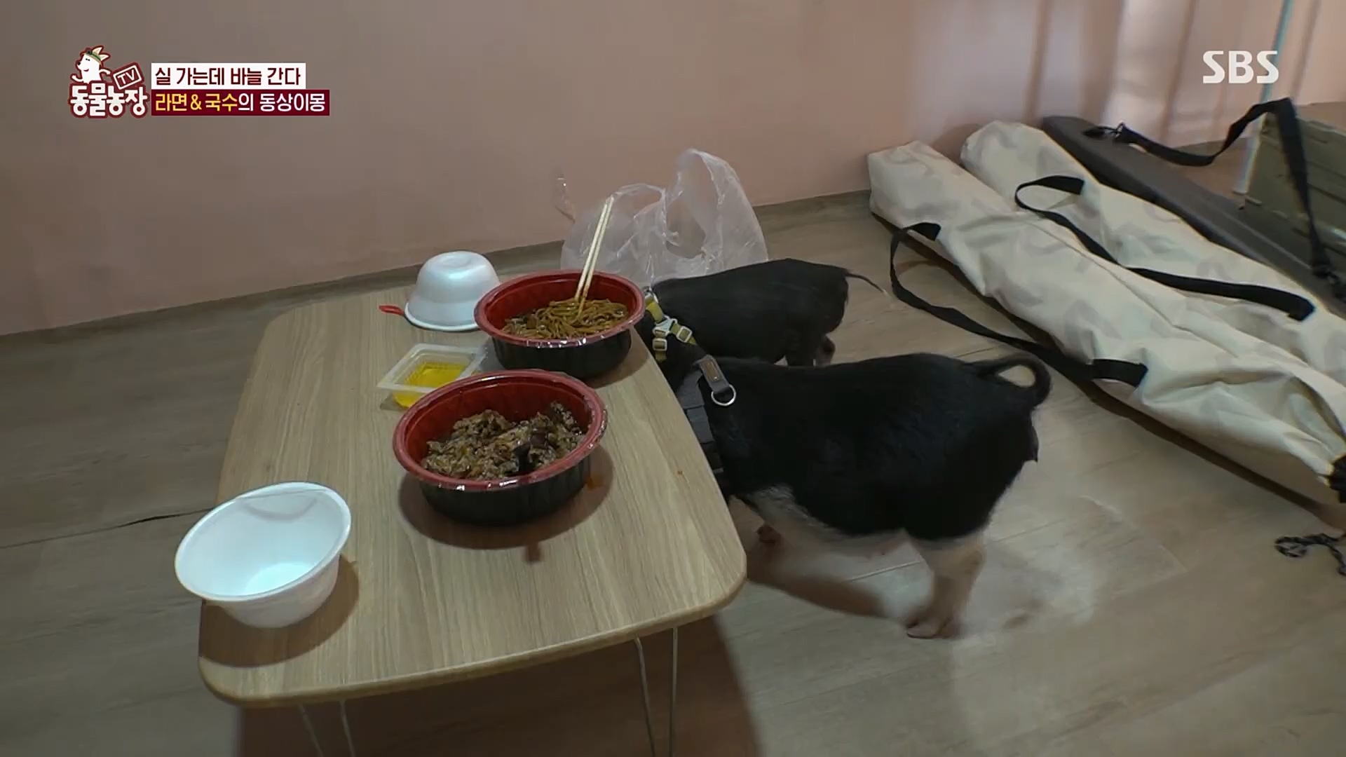 TV 동물농장.E1107.230205p.H264-F1RST.mp4_20230205_173945.275.jpg