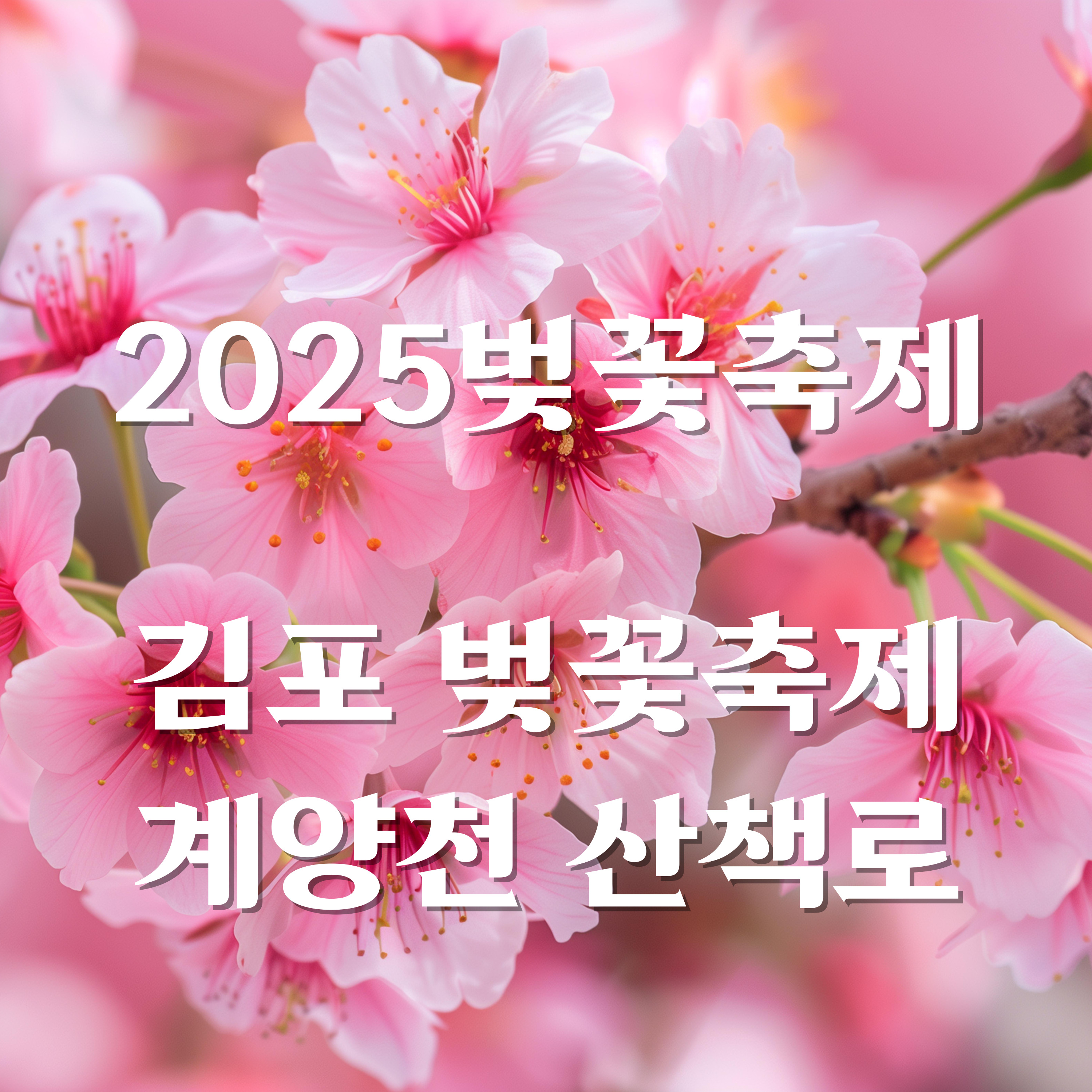 김포 벚꽃축제