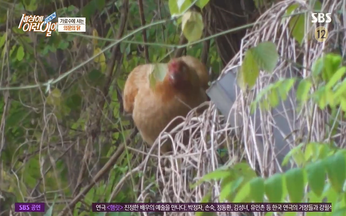 순간포착 세상에 이런일이.E1182.220532p-NEXT.mp4_20220601_173144.933.jpg