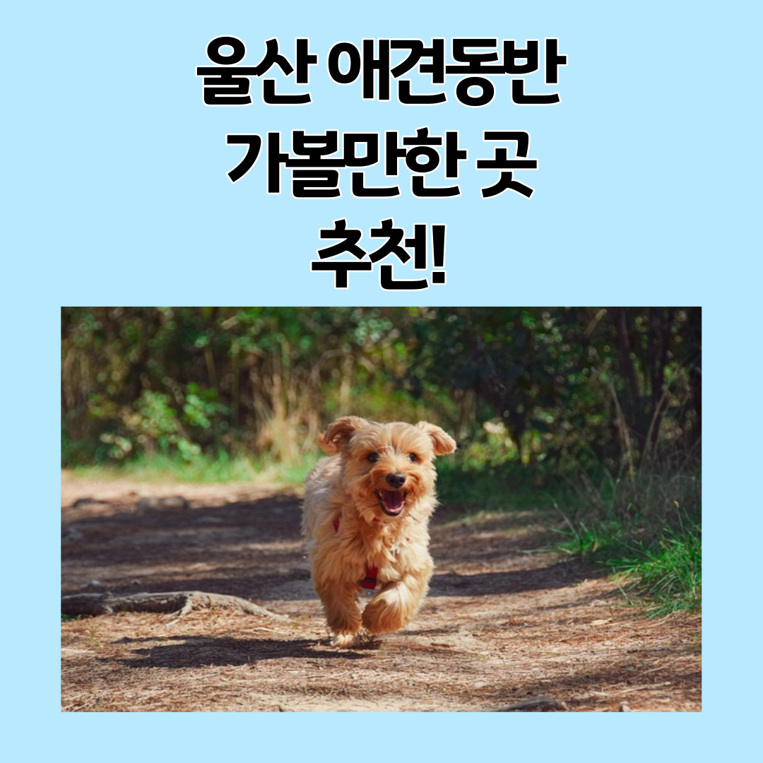 울산 애견 동반 여행지 대표 사진