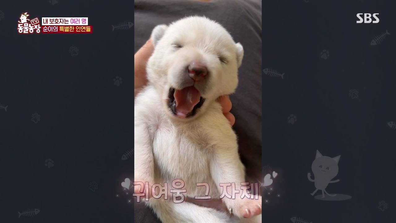 TV 동물농장.E1143.231030p-NEXT.mp4_20231029_162408.339.jpg