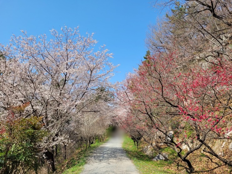진해드림로드-등산코스-시루봉-벚꽃길