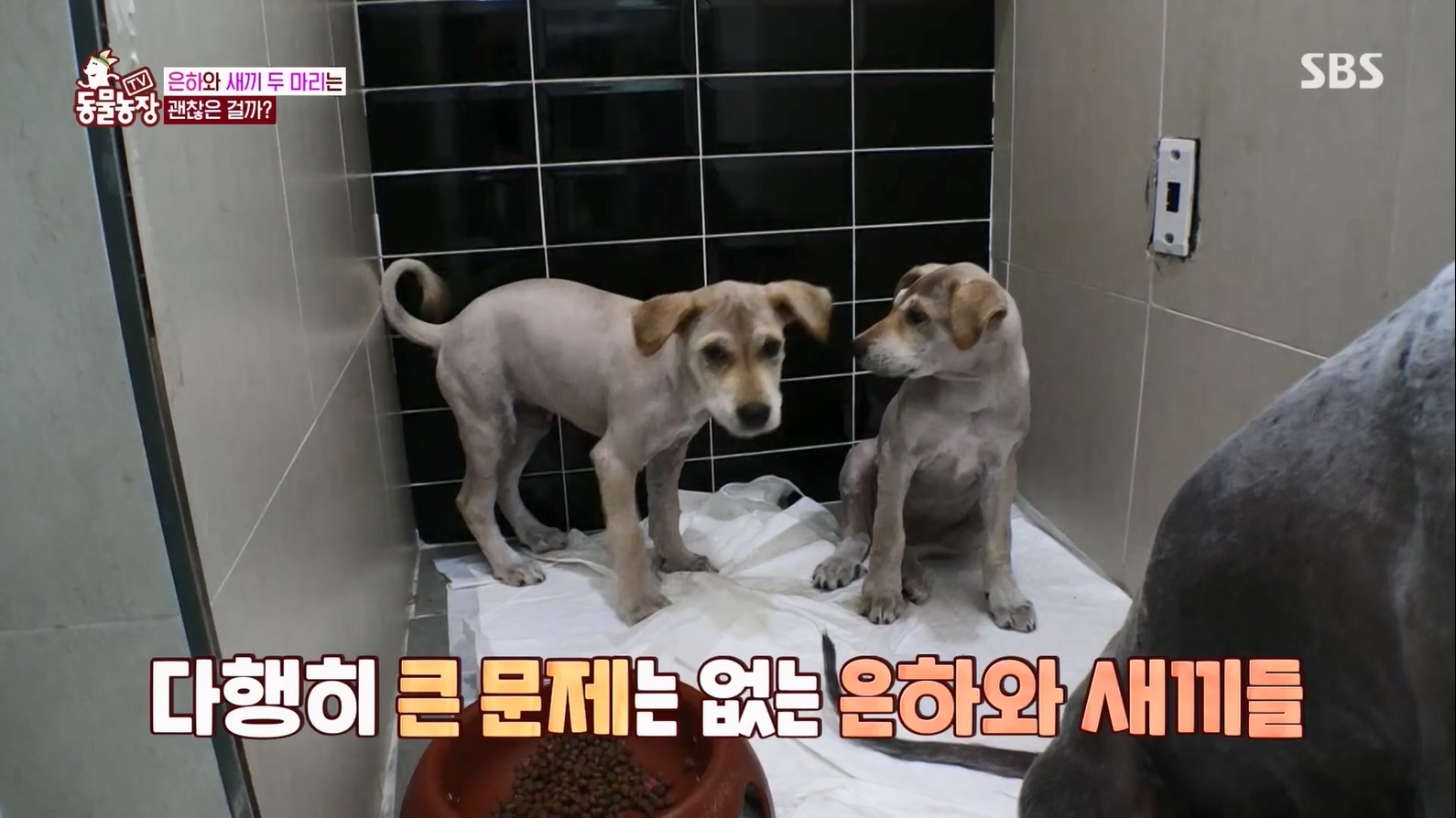 TV 동물농장.E1127.230702p.H264-F1RST.mp4_20230704_212712.976.jpg