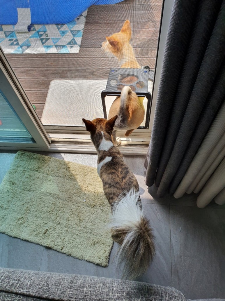  방충망 강아지/고양이 도어