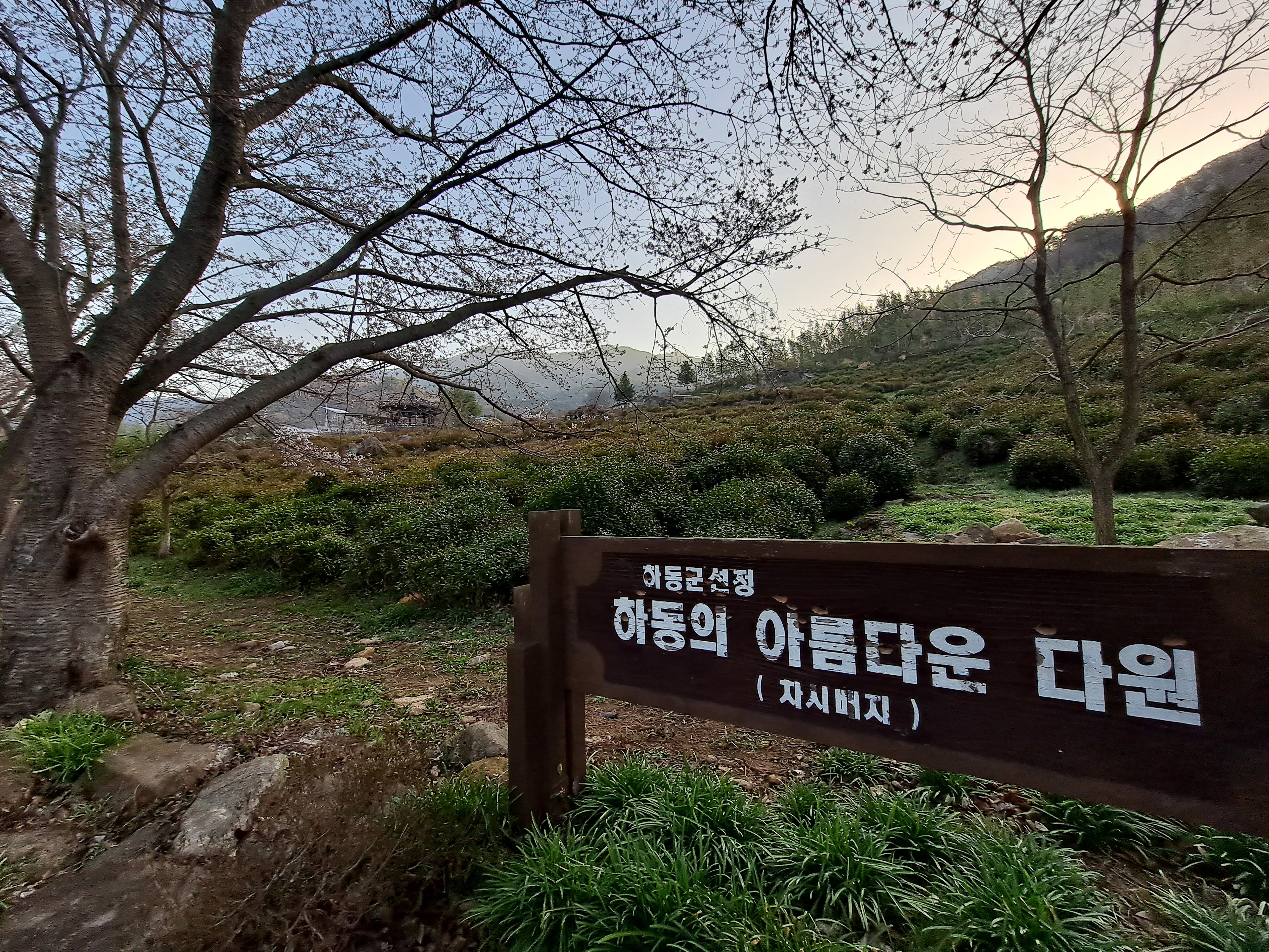  왕의 녹차, 하동 쌍계사 차나무 시배지