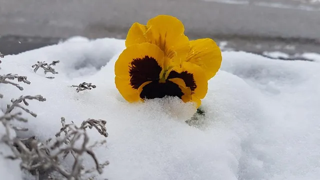 삼우제 날짜 계산 삼우제 지내는 방법 꿀팁_9