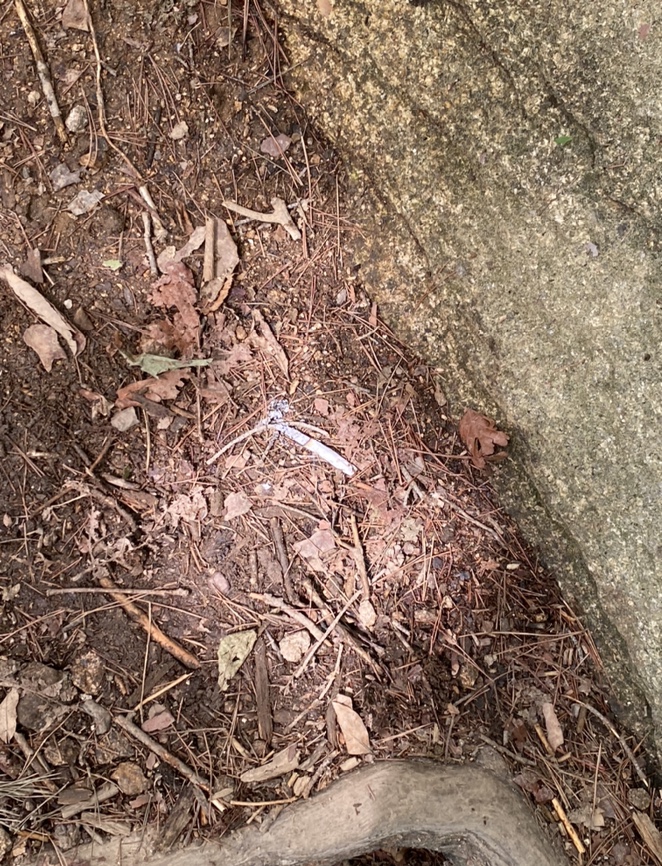 여름산으로 추천하는 괴산 칠보산(778m) 숲속을 거니는 듯 시원해 20