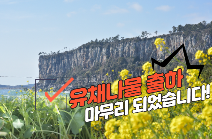  벌써 출하가 끝났어? "유채나물"