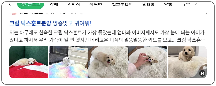 크림 닥스훈트 분양_1_subsection
